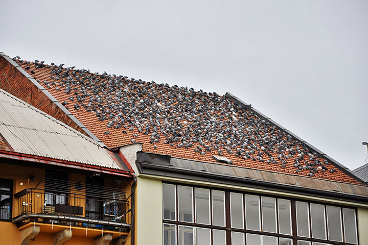 A2B Pest Control are able to install spikes to deter birds from roofs in Plumstead. 