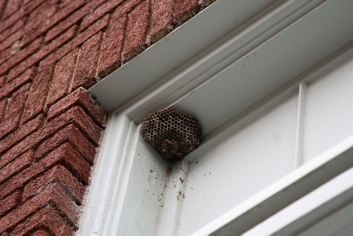We provide a wasp nest removal service for domestic and commercial properties in Plumstead.